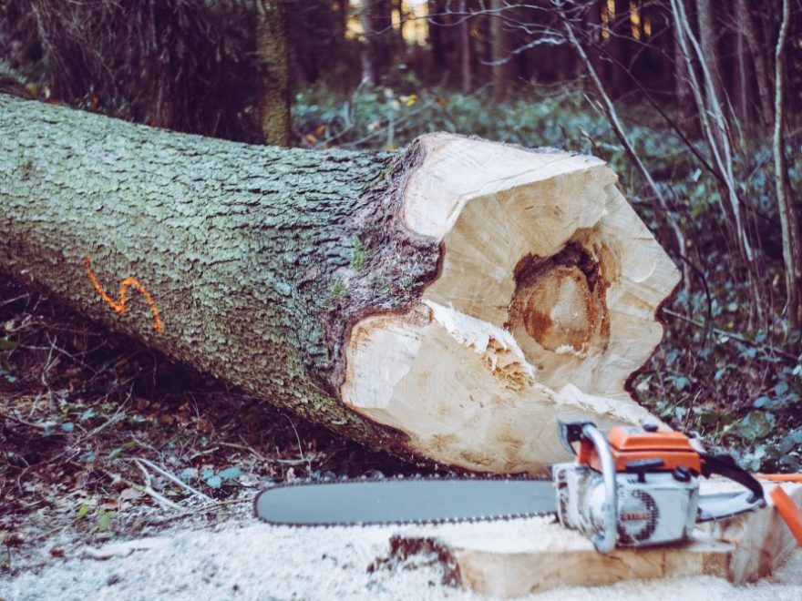 Fackmannamässig trädfällning i Norrtälje - för allas trygghet