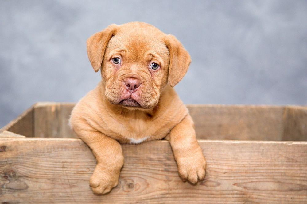 Hunddagis i Sollentuna: Ett tryggt och kärleksfullt hem för din hund